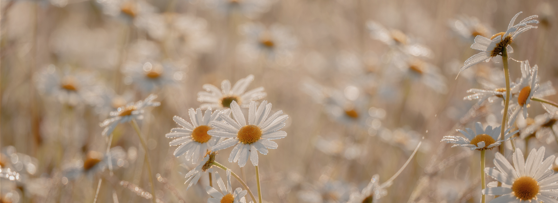 Sommerfavoritter