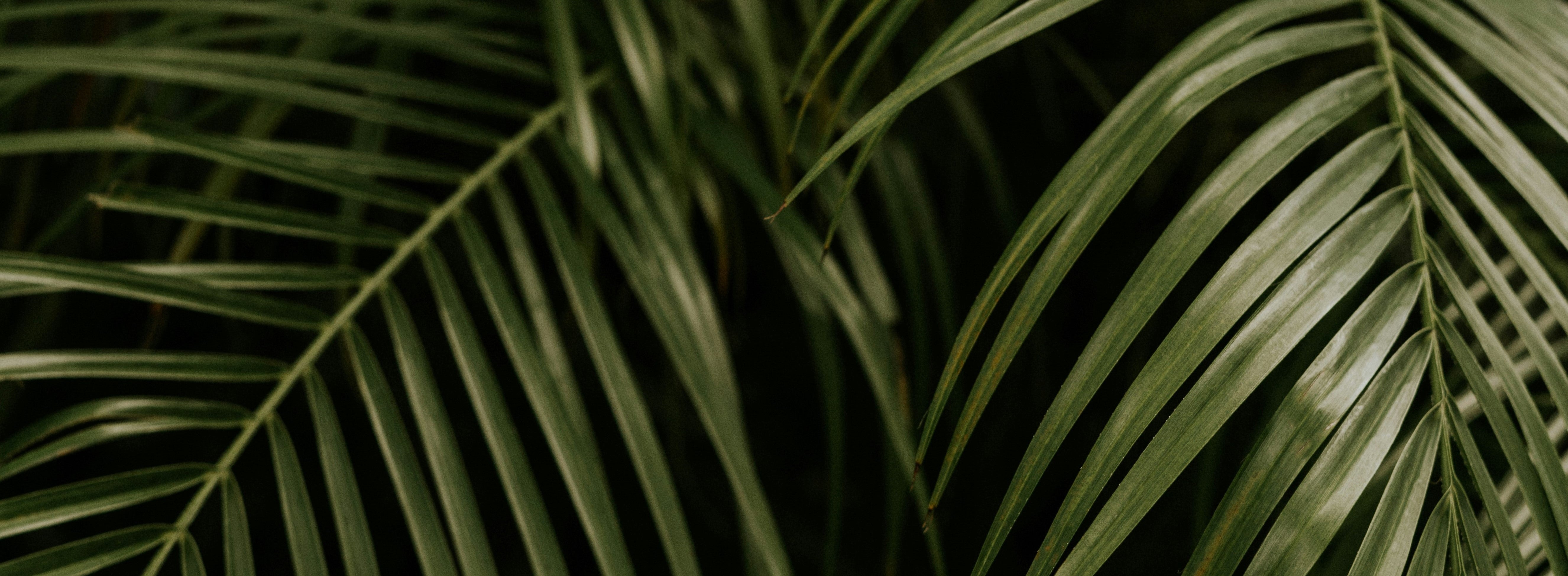 My Special Palm